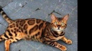 Бенгальская порода кошек: описание и характер