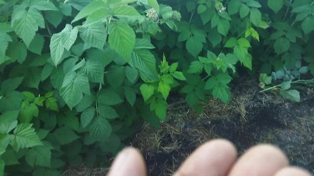 Малина Лячка і Глен Файн смотреть онлайн
