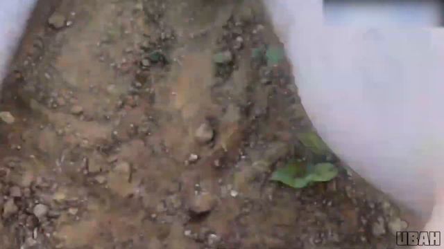 ПЛОХОЙ ПАРЕНЬ КРИЧИТ смотреть онлайн