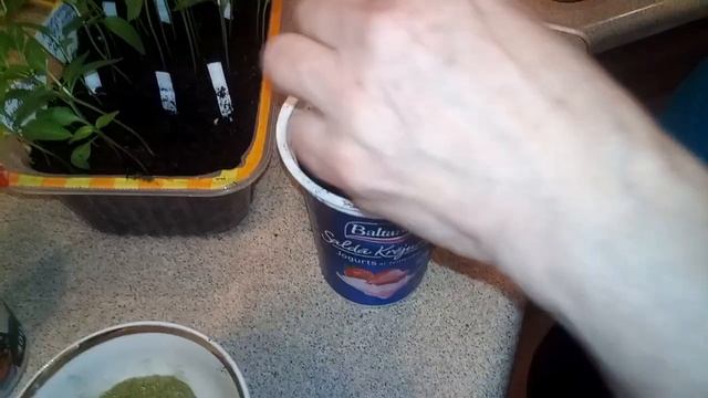 Пикировка рассады перцев 2021 год смотреть онлайн