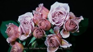 Как распускается роза Йоли (Флорибунда)  -  Ioli (Rose Farm KEIJI, Япония, 2011)