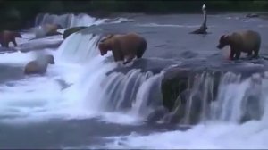 Медведи ловят лосося идущего на нерест