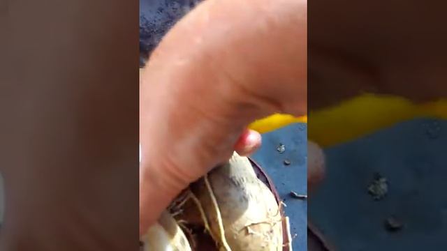 Адениум. Подвох в садовом центре 3! Корневая гниль! смотреть онлайн