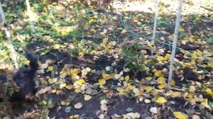 Как выращивать томаты высокорослые в открытом грунте без подвязки?