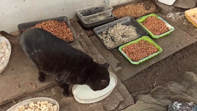 Жизнь Дачная #85. На этот раз, Драный... смотреть онлайн