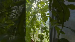 Обзор сортов томата. Алтайский богатырь.