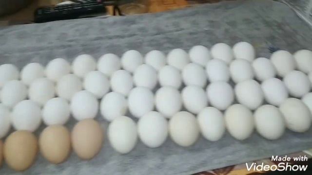 Эксперимент, мыть или не мыть яйцо. смотреть онлайн