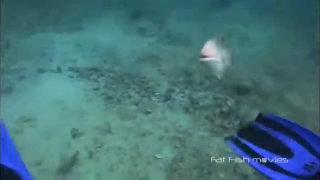 Angry Triggerfish Attack Compilation смотреть онлайн