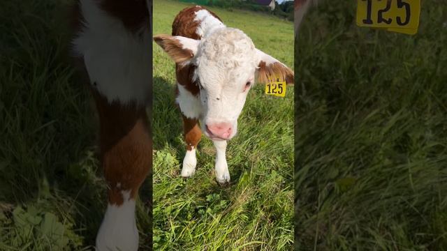 О бирке Ч2 #герефорд #теленок #бирка #учет #идентификация #хозяйство#ферма #кфх #крс #животные #cow смотреть онлайн