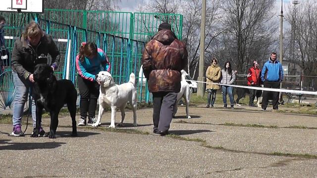 Выставка среднеазиатских овчарок ранга ПК, г. Дмитров (25.04.2015 г.) смотреть онлайн