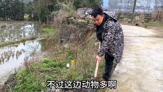 小伙花8000修的一条路里面居然空了，赶紧买三棵树栽，能补救吗？ смотреть онлайн