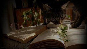 ASMR [M4F] - Ролевая игра - Твой парень успокаивает тебя перед экзаменом