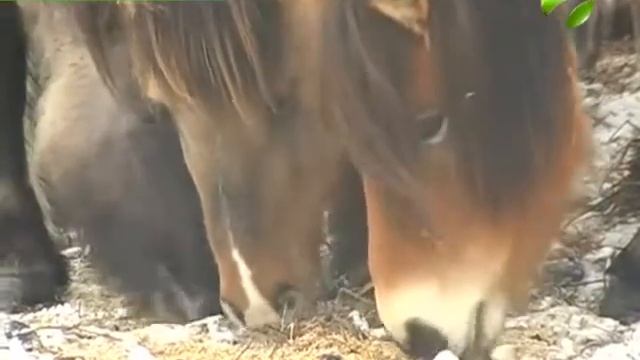 Как здесь и были. Якутские лошади благополучно адаптировались на Ямале смотреть онлайн