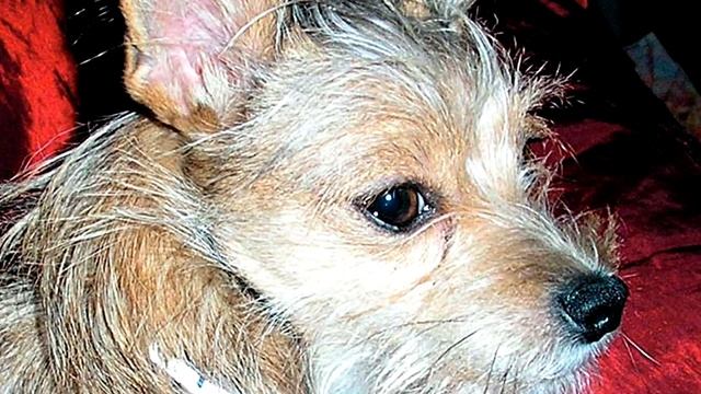 Порода собак. Московский дракон.Очень редкая порода собак.Таких стоит еще поискать смотреть онлайн