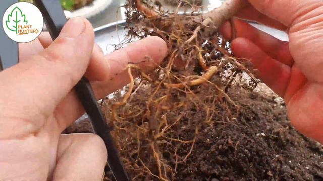 How to Defoliate and Repot Ficus benjamina Bonsai #PlantHunterTV смотреть онлайн
