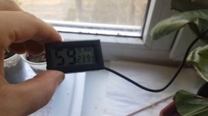 Бананы Киевский супер карлик