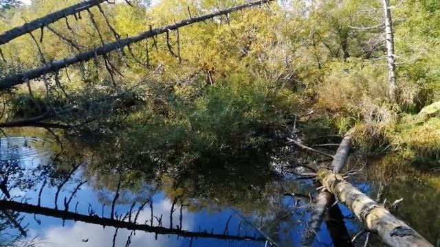Кунджа лесного ручья смотреть онлайн