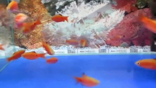 Барбус огненный (Barbus conchonius) смотреть онлайн