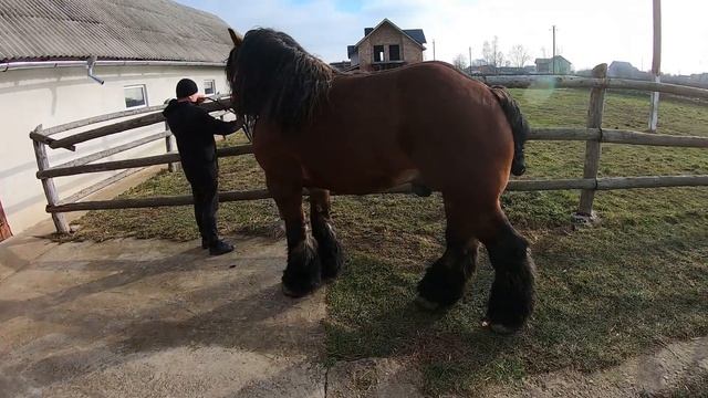 ЖЕРЕБЕЦЬ ДЛЯ ПАРОВКИ/ КОНІ НА ПРОДАЖУ/ КОНІ В УКРАЇНІ!!!! смотреть онлайн