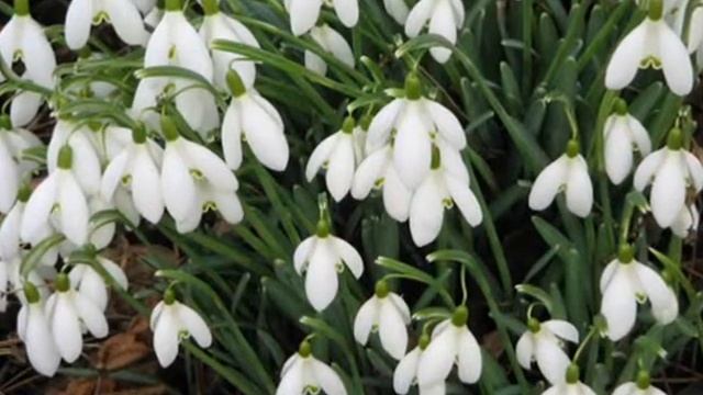 Подснежник смотреть онлайн