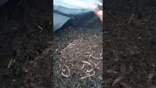 Очень большие черви смотреть онлайн