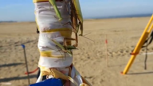 Самка богомола поедает партнера