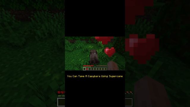 Minecraft 1.19.2 Capybara Mod Showcase #shorts #short #trending #viral #modshowcase смотреть онлайн