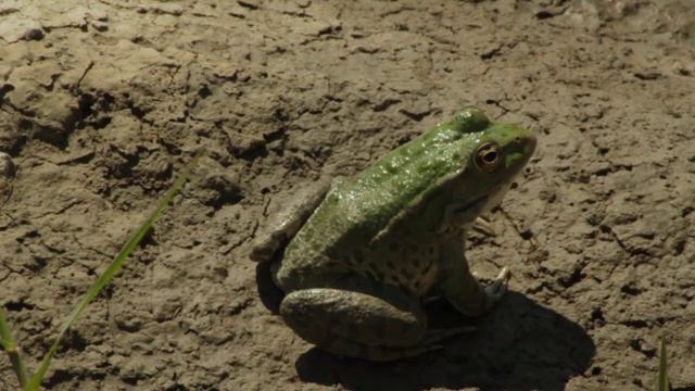 ჭაობის ბაყაყი - Pelophylax ridibundus - Marsh frog смотреть онлайн