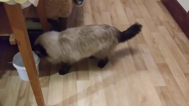 Кошка , которая ругается после еды смотреть онлайн