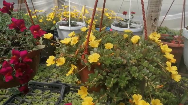 Портулак ампельный в кашпо.