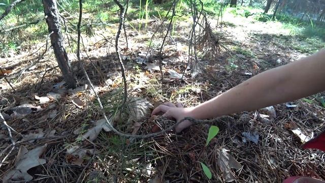 Грибы после дождя. 8 июня 2021г. БЕЛЫЕ ГРИБЫ, Польские, молодые маслята. Днепропетровская обл. смотреть онлайн