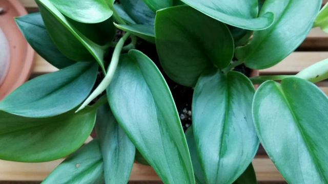 Sterling Silver Scindapsus Treubii 'Moonlight' 🌱Relaxing music🎵 смотреть онлайн