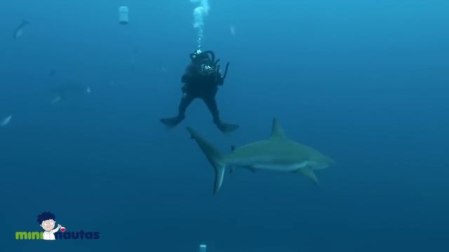 Todo lo que debes saber sobre los tiburones - mini-nautas - Ciencia en familia смотреть онлайн