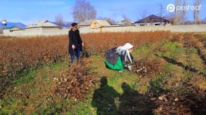 Бонуи пурҳунар-Анисаи Азиз дар қишлоқ