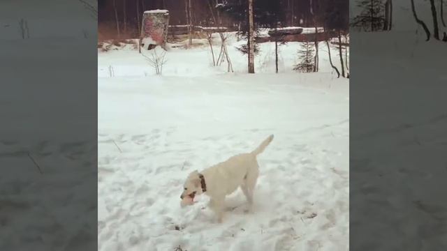 Зимняя прогулка с лабрадором Конни,лесная гулянка))2018 февраль смотреть онлайн