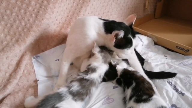 23 - День 39-й. Их мать жила на улице. Судьба Счастливчика и Звездочки (серенький) будет иной! смотреть онлайн