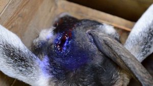 Обезроживание коз резинками ( с результатами )