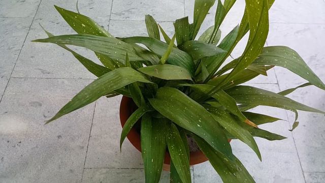 Aspidistra Elatior 