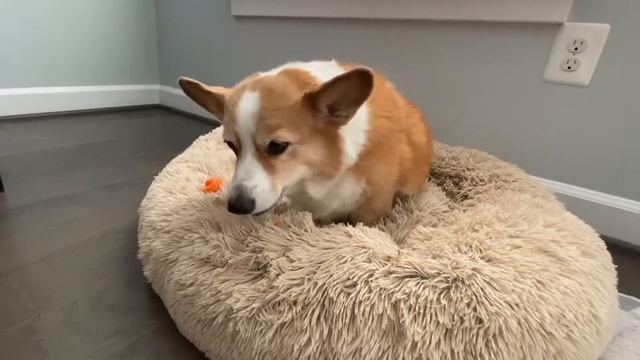 More carrots for May смотреть онлайн