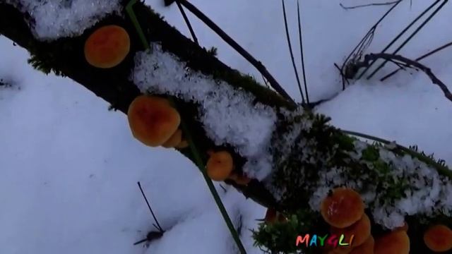 Грибы в декабре. Зимние опята. Фламулины смотреть онлайн