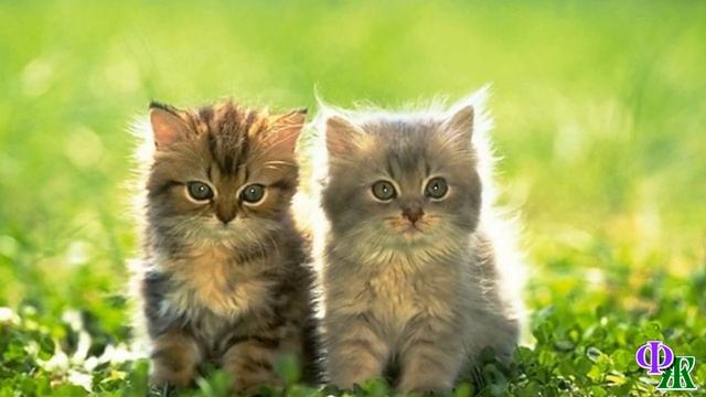 Посланник 1. «У нас нет мамы!» - два маленьких КОТЕНКА возле мусорки жадно терзали какой-то кусочек смотреть онлайн