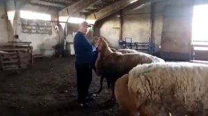 ГИССАРСКИЕ БАРАНЫ ВЫШИЙ КЛАСС ПРОИЗВОДИТЕЛИ ХОЗЯЙСТВО «МАГОМЕДА САЛИХОВА»