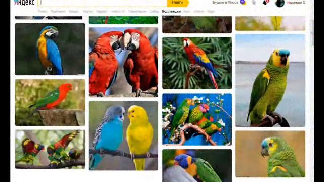 Вот беда,улетел попугай смотреть онлайн