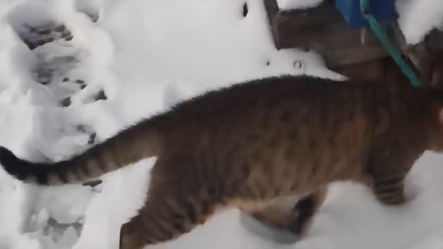 СНЕГ, ХЛЕБ И БОЛЬШАЯ ЗАКУПКА / ЖИЗНЬ ПРОСТЫХ ЛЮДЕЙ В ДЕРЕВНЕ смотреть онлайн