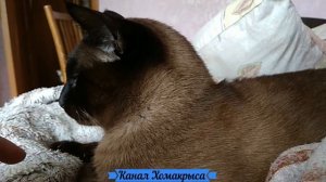 Сиамский кот пердит Звук пердежа Звук пука   Как пукают животные  Сиамский тайский кот громко пукае