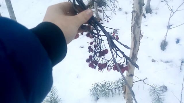 Силки на рябчика смотреть онлайн