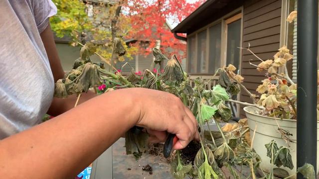 ❄ How to overwinter geraniums in pots after freeze damage 🍃 growing pelargoniums indoors 🌿 смотреть онлайн