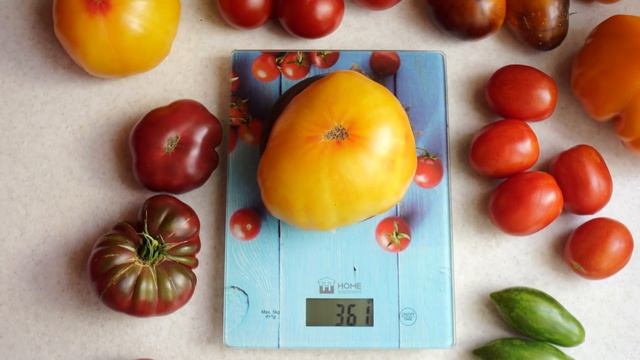 10 ЛУЧШИХ СОРТОВ ТОМАТОВ ЭТОГО СЕЗОНА!!! САМЫЕ ВКУСНЫЕ И СЛАДКИЕ ЖЁЛТЫЕ ТОМАТЫ, КОТОРЫЕ Я ВЫРАСТИЛ! смотреть онлайн