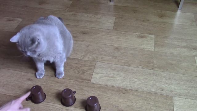 Смешные коты!!! Платон и напёрстки!!! смотреть онлайн