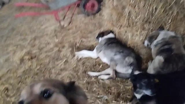 Ещё один день прошел на позитиве / Приют для собак г Ефремов